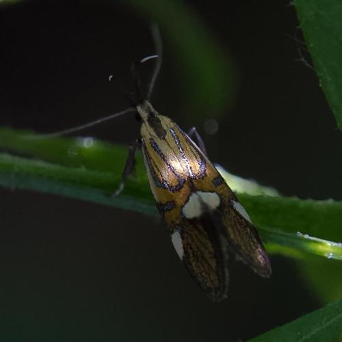 Alabonia geoffrella